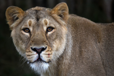 Lioness Lion