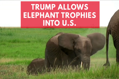 Trump Quietly Gives Go Ahead For Elephant Trophy Imports Into U.S.