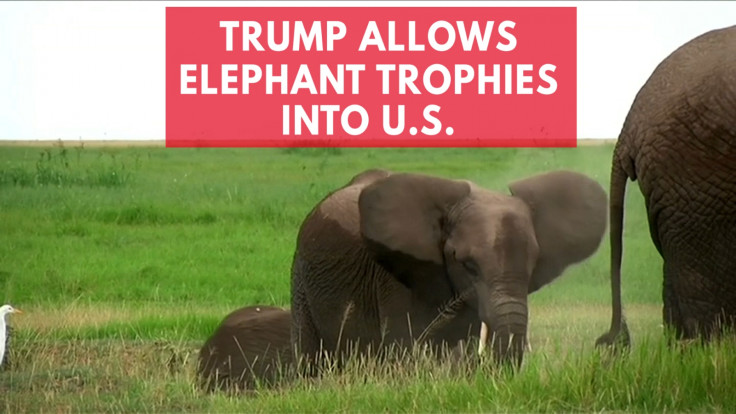 Trump Quietly Gives Go Ahead For Elephant Trophy Imports Into U.S.