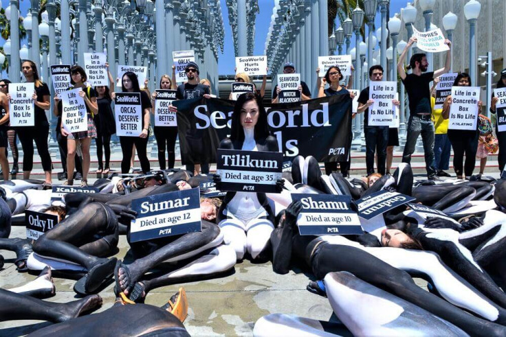 SEAWORLD PROTEST