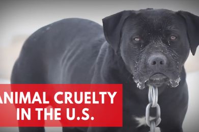 Animal Cruelty In the U.S.: Best And Worst States For Animal Protection Laws