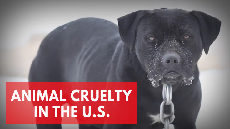 Animal Cruelty In the U.S.: Best And Worst States For Animal Protection Laws