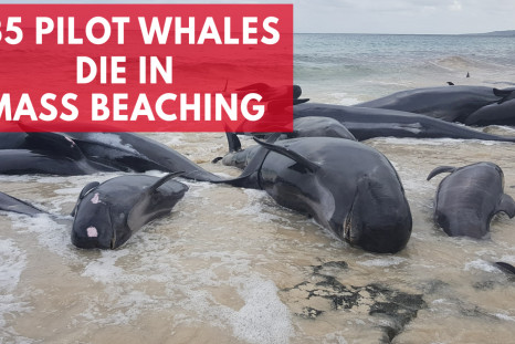 Hundreds Of Beached Whales Dead In Australia