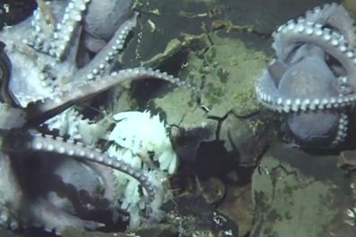 Giant Group Of Octopus Moms Discovered In The Deep Sea