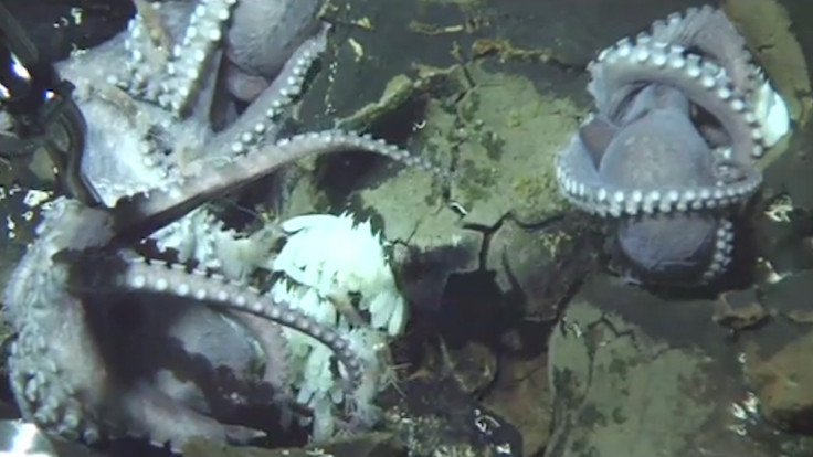 Giant Group Of Octopus Moms Discovered In The Deep Sea