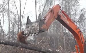 orangutan confronts digger orangutan confronts digger
