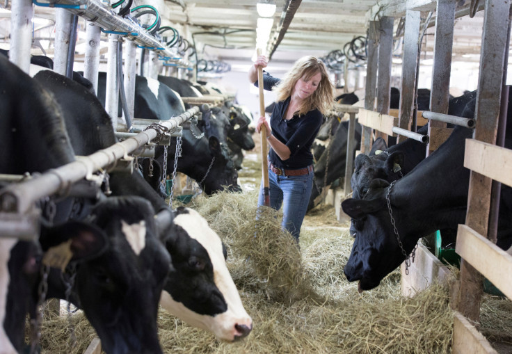 Dairy cows Canada