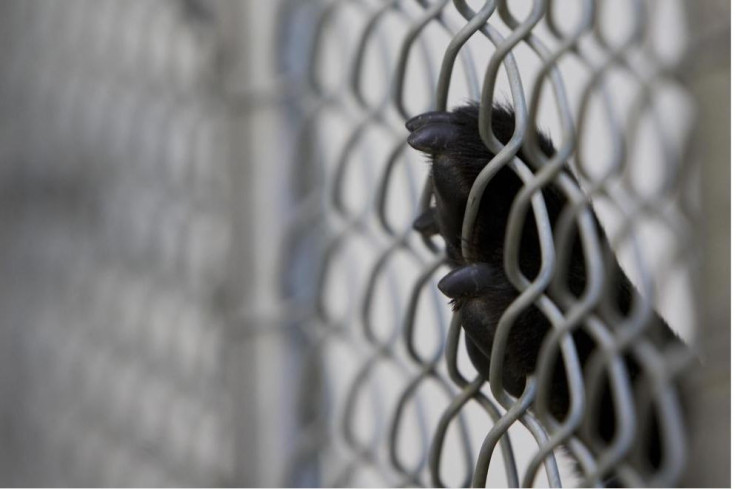 Dog paw fence