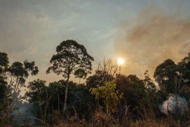 Amazon Forest fire