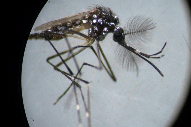 An Aedes aegypti mosquito