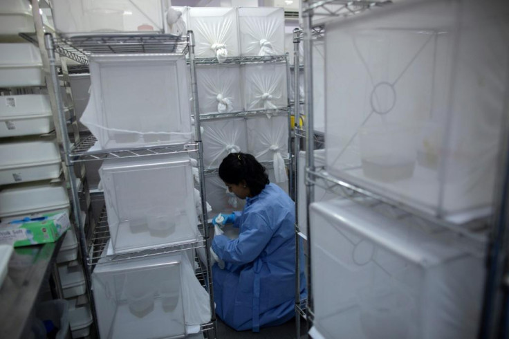 A researcher feeds Aedes aegypti mosquitos 