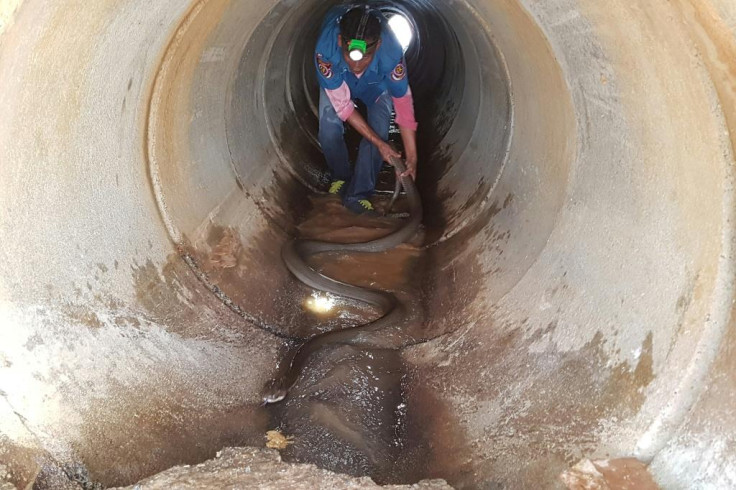 Rescuer grabs a king cobra