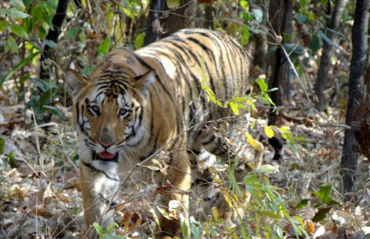 Indian Tigers