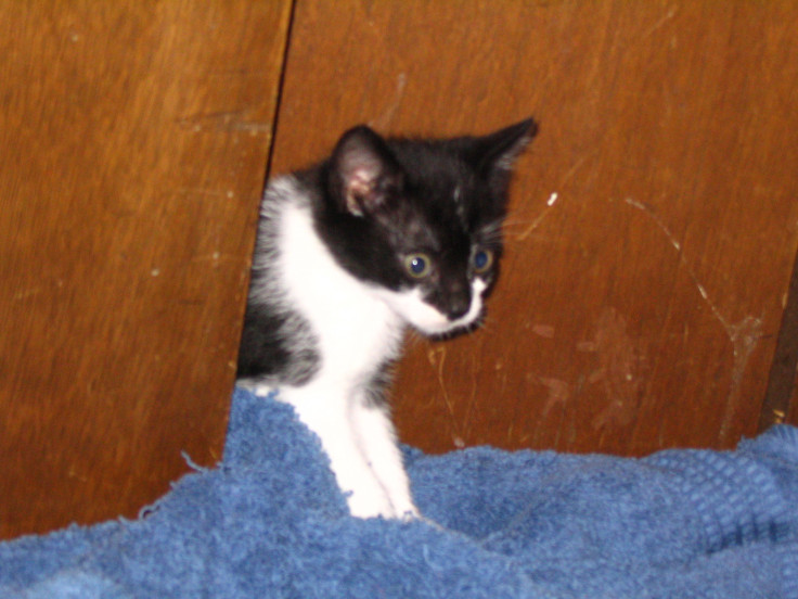 black and white kitten