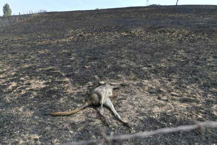 Australian bushfire