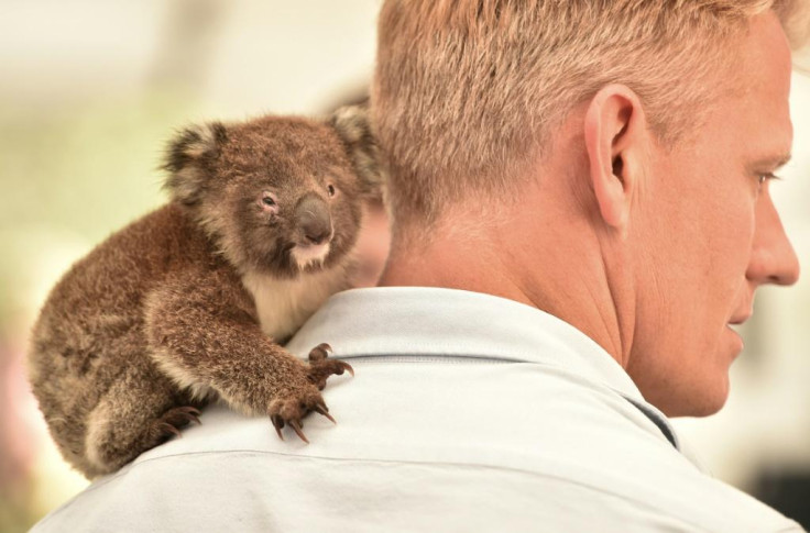 Australian bushfire