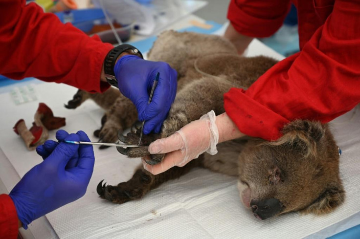 Injured Koala