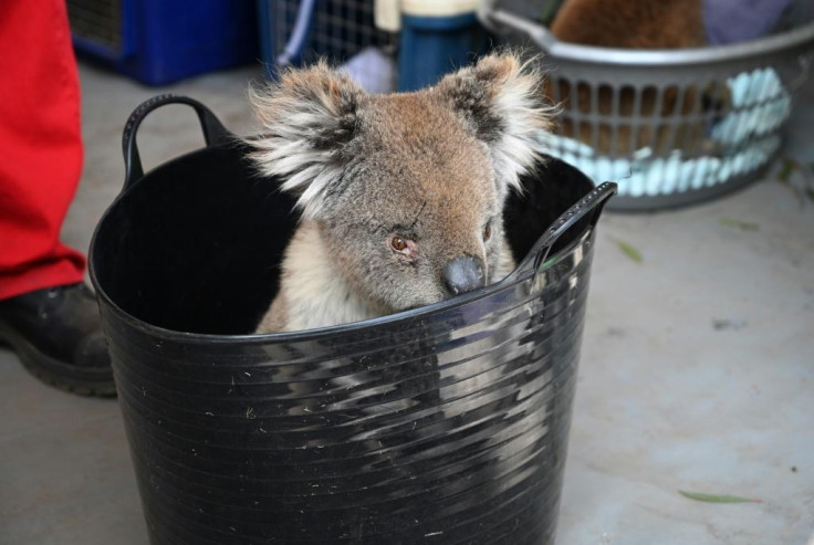 injured koala