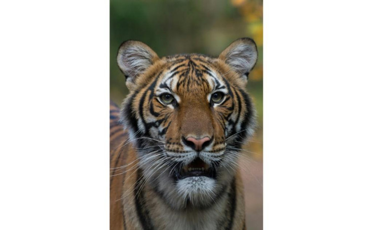 New York Zoo Tiger