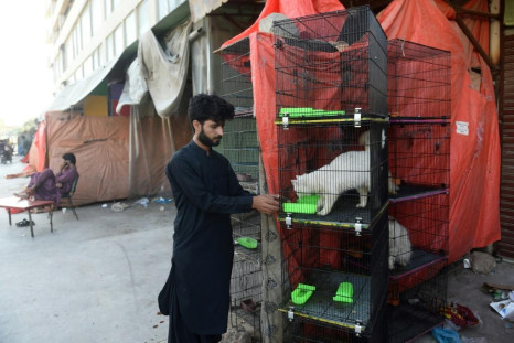 Pakistan Pet Shop