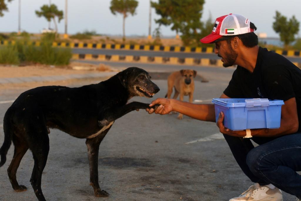 Hundreds Of Abandoned Animals Die At Pakistan Pet Markets | IBTimes UK