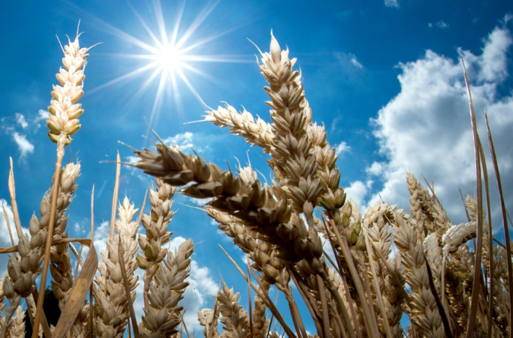 Sun shines over wheat field in Germany