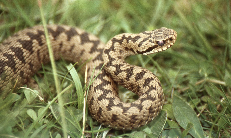 adder