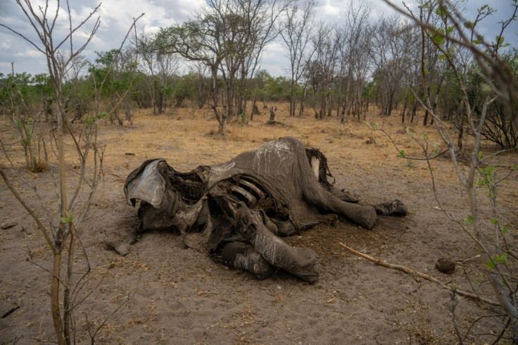 dead elephant 