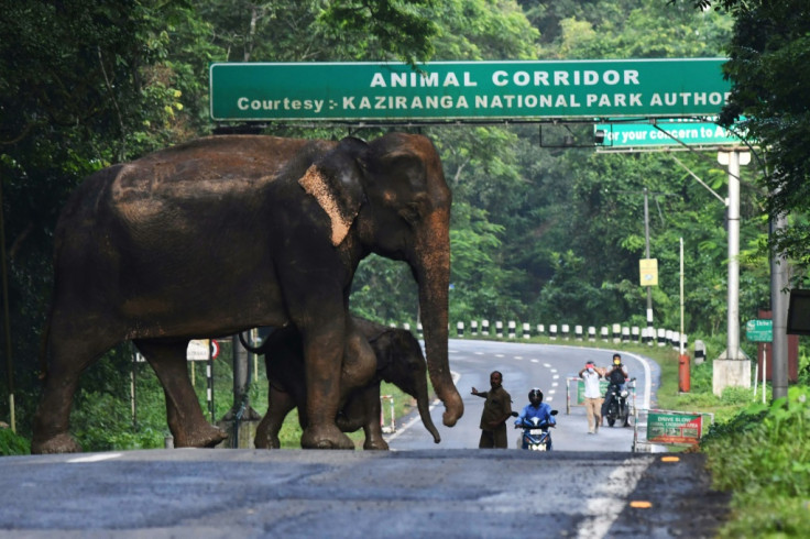 Kaziranga National Park in India's Assam