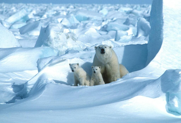 Polar Bears