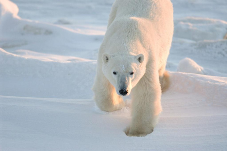 Polar Bear