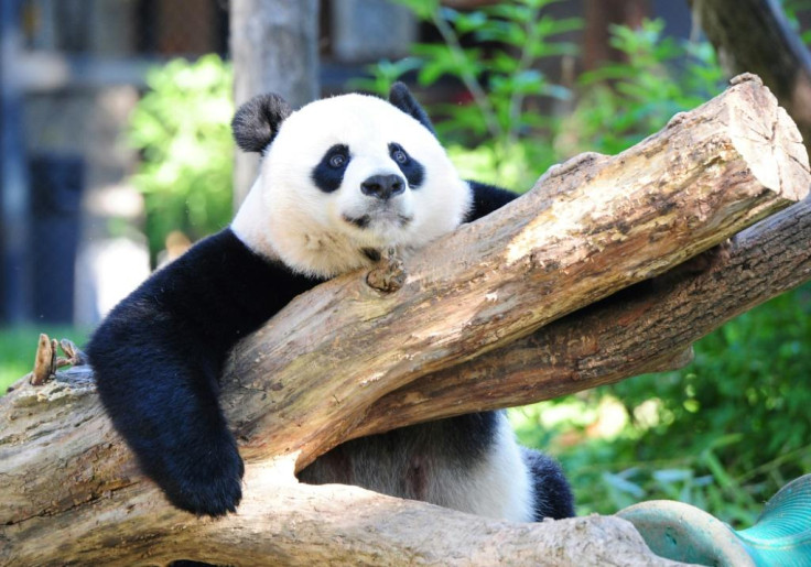 Giant Panda