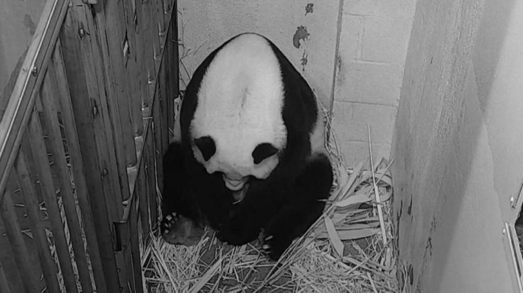 Mei Xiang