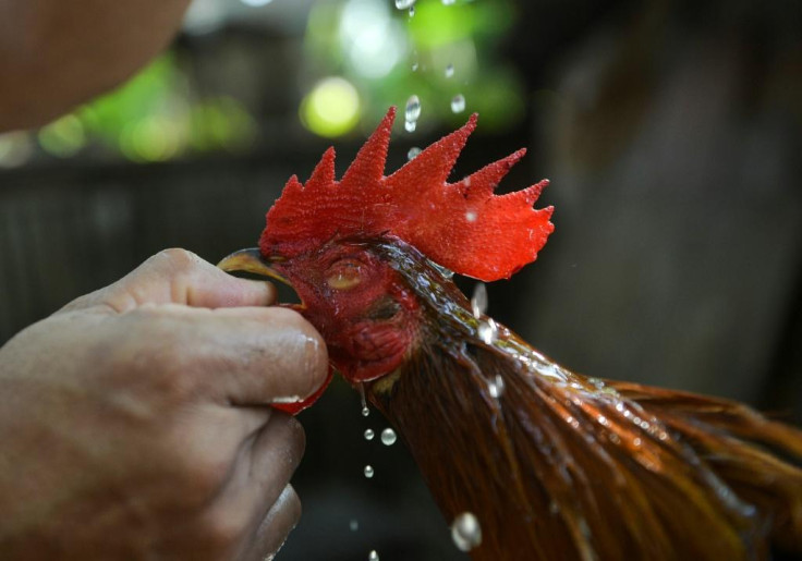 Cockfighting