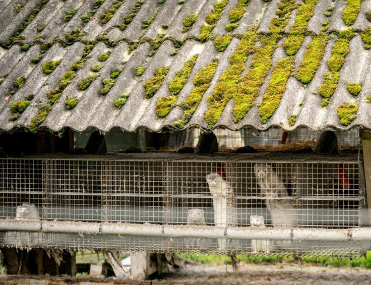 Denmark Mink culling