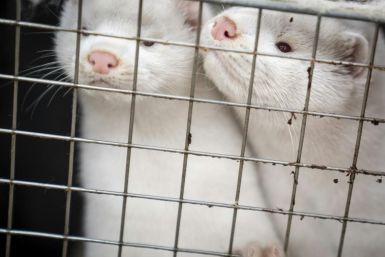 Minks to be culled in Denmark