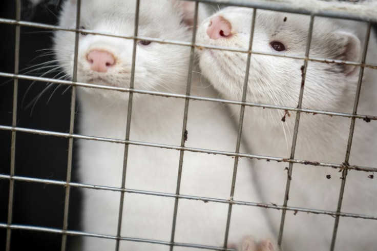 Minks to be culled in Denmark