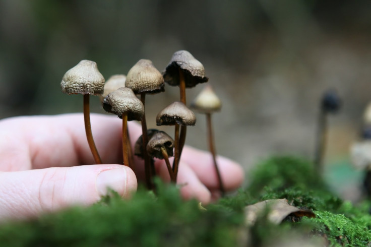 Magic Mushroom For Mental Health 