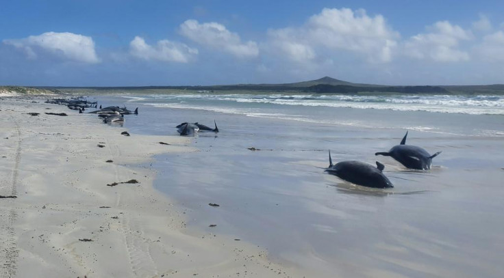 Pilot Whale beaching