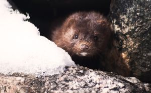 Denmark Zombie Minks Denmark Zombie Minks