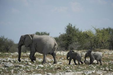 Elephants for sale in Namibia