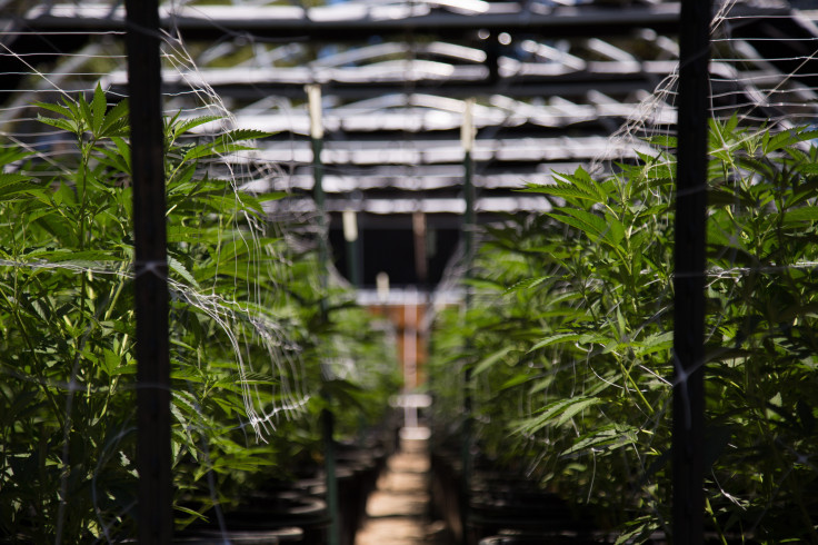 Cannabis cultivation Cannabis cultivation