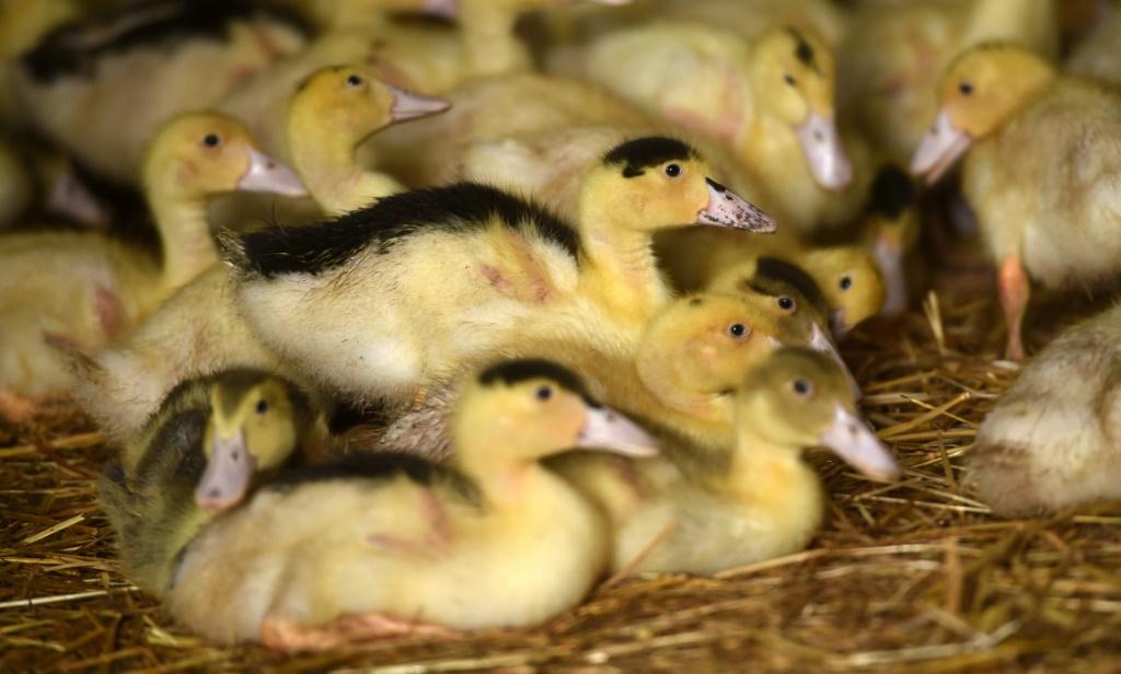 France plans mass duck slaughter as bird flu hits foie gras | IBTimes UK