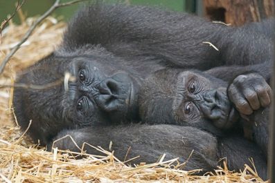 Gorillas Infected with SARS-CoV-2