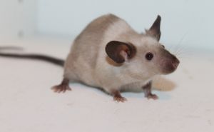 Paralysed Mice Gene Therapy Paralysed Mice Gene Therapy