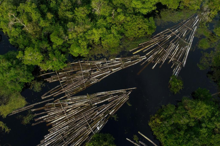 Amazon deforestation