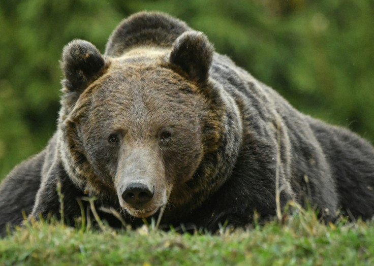 Brown bear