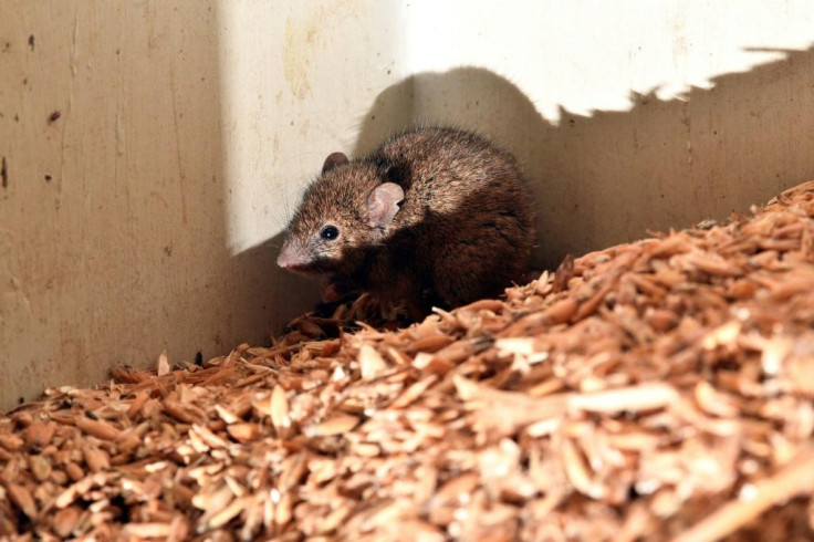 Australian mouse plague