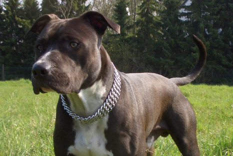 American Staffordshire terrier