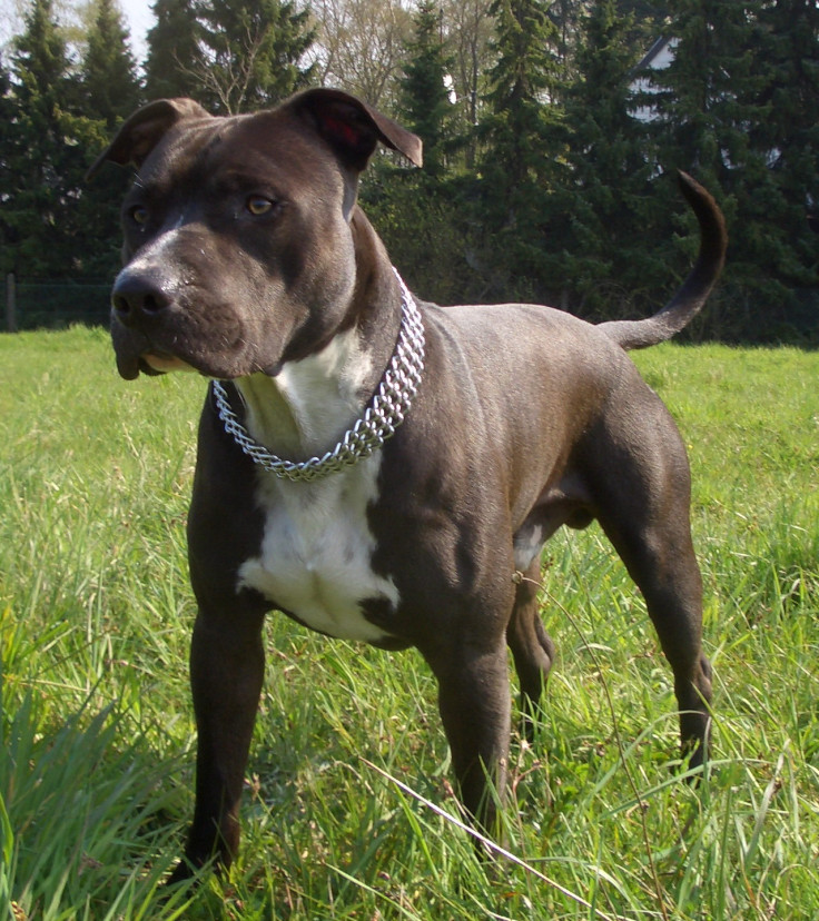 American Staffordshire terrier